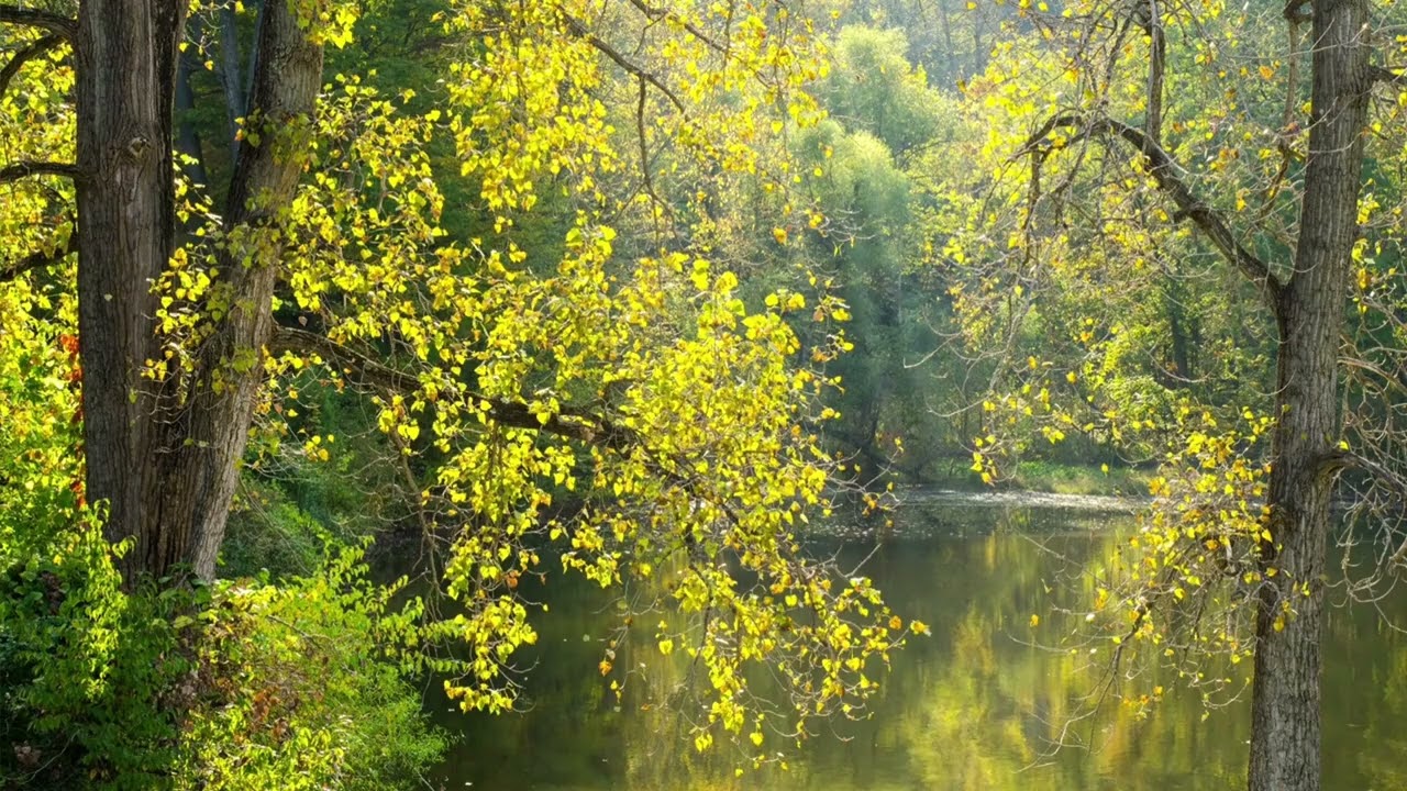 🌿 Nature Background Sounds to Clear Your Mind 🌙 Relaxing Healing Audio │Echoes of Nature