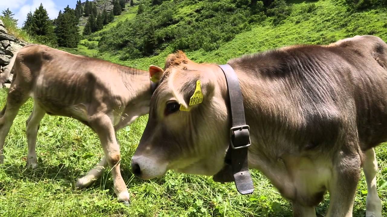 So entsteht der Sura Kees auf der Alpe Garnera im Montafon