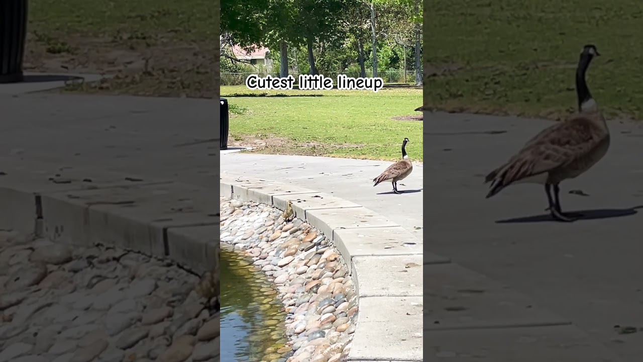 Cutest little lineup! #DucklingStruggle #WaitForItMoment #TinyVictory #duckdrama  #TooCuteToScroll