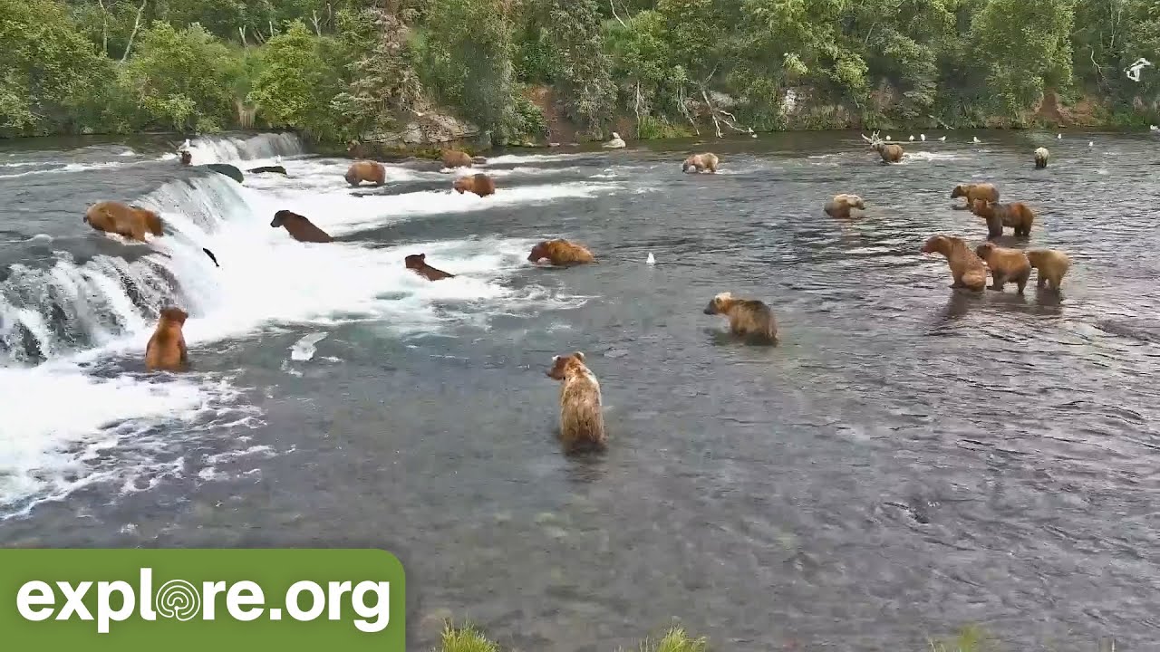 38 Bears In One Night! | Best of Bear Cam