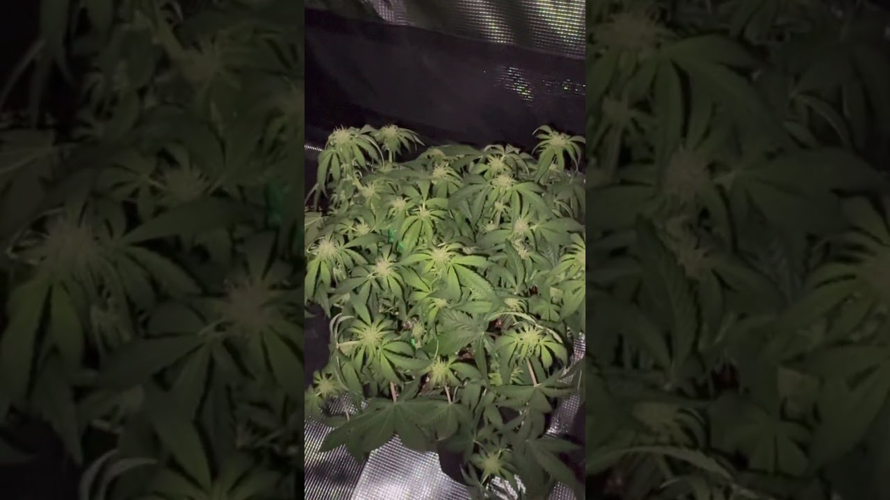 Stacking up #trending #shorts #viral #plants #garden #cannabis #weed #nature #foryou #fy #fyp