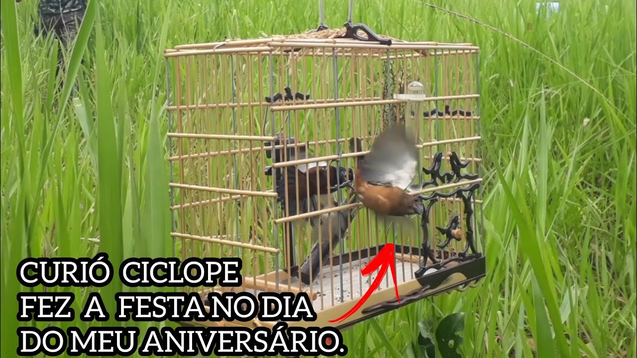 NO DIA DO MEU ANIVERSÁRIO 30/03 O CURIÓ CICLOPE FEZ A ALEGRIA, PEGUEI OS PARDO VALENTE.