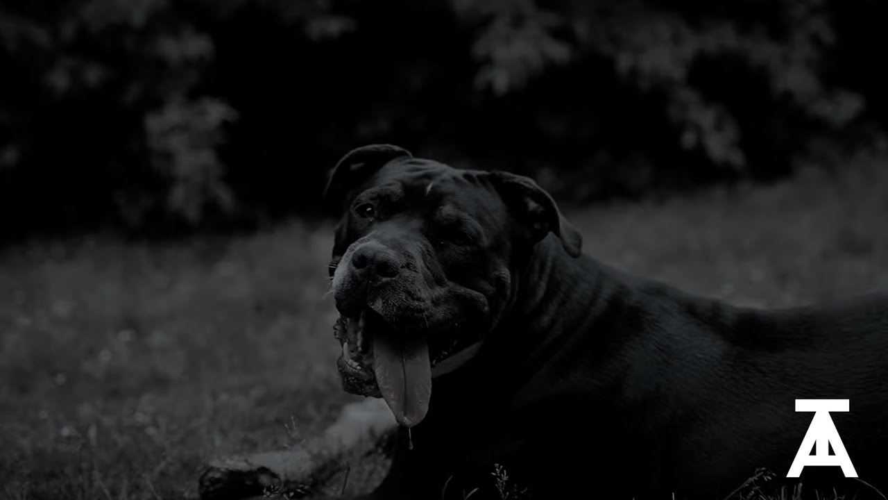 DG Feat. Sevn7 & Frankz - S.I.C (Official Music Video) 