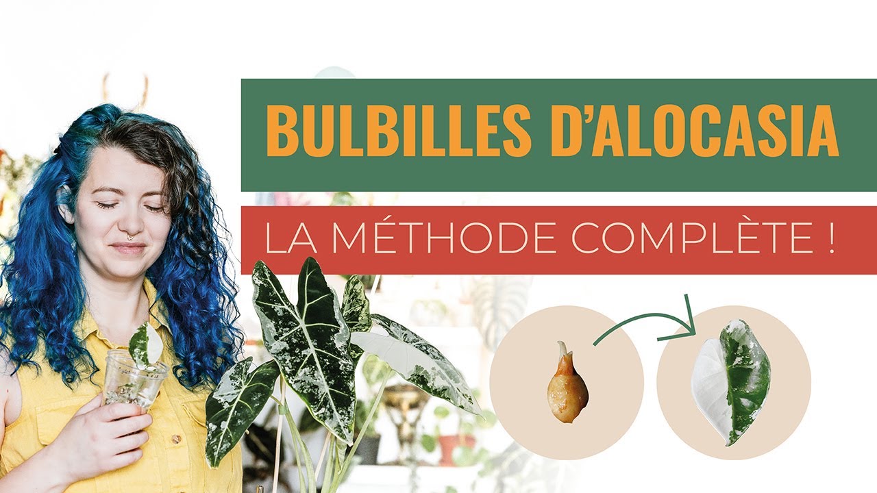 🌱 Comment faire pousser des Bulbilles d'Alocasia 🪴