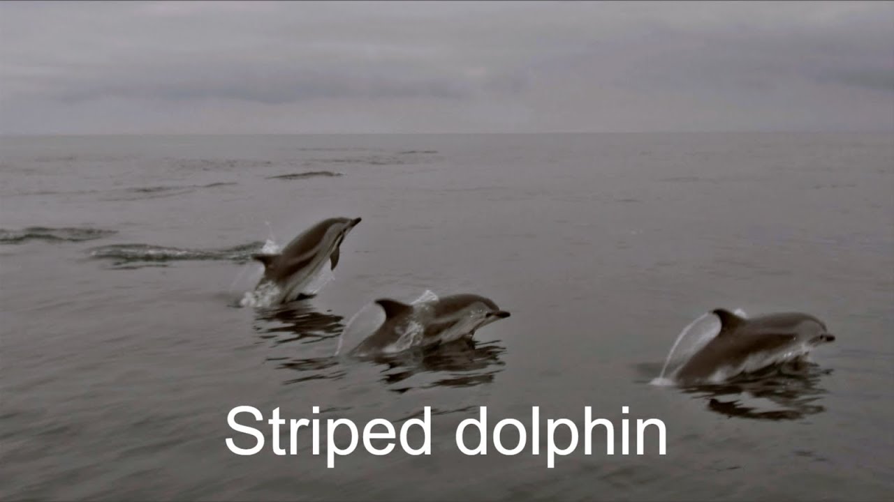 Playful Striped dolphin through the eyes of an AIMM intern