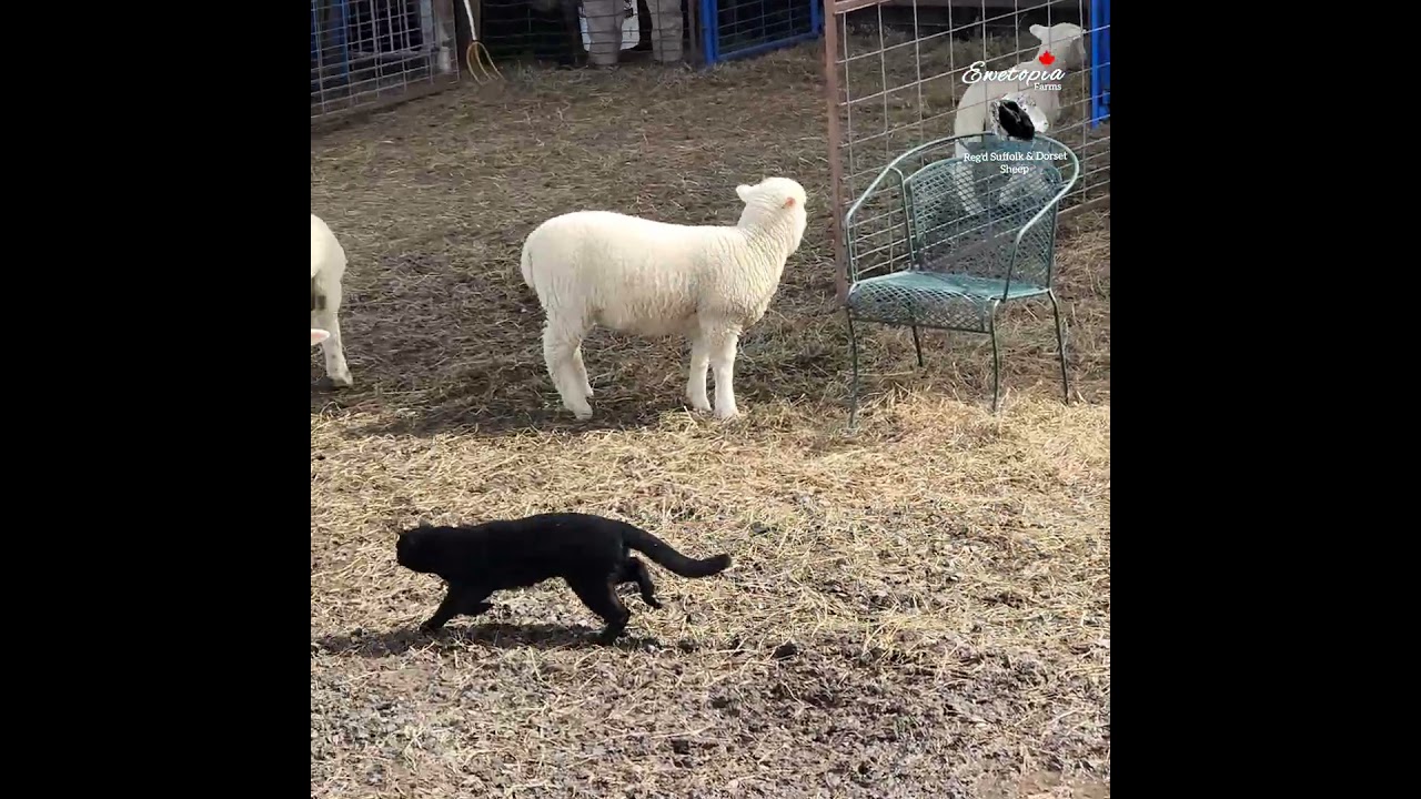 🐈&zwj;⬛Cat Versus Lambs!🐑🐑🐑