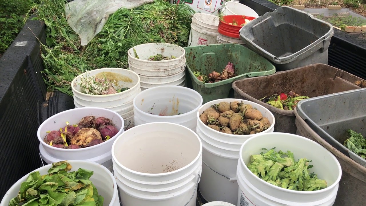 Chicken Compost - Summer System Flow