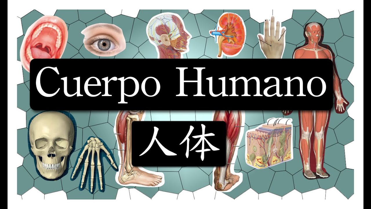 Cuerpo humano - 人体
