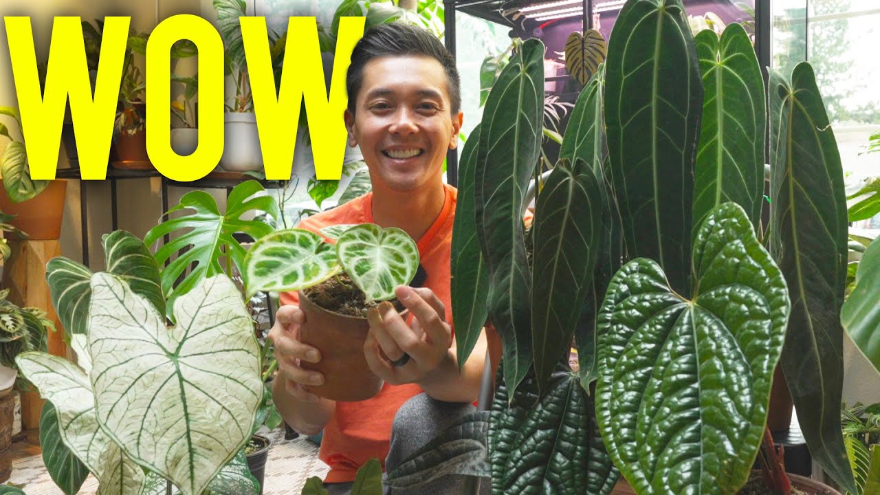 Jackpot! Best Deals on RARE PLANTS.. EVER. (Ecuagenera Pop Up)