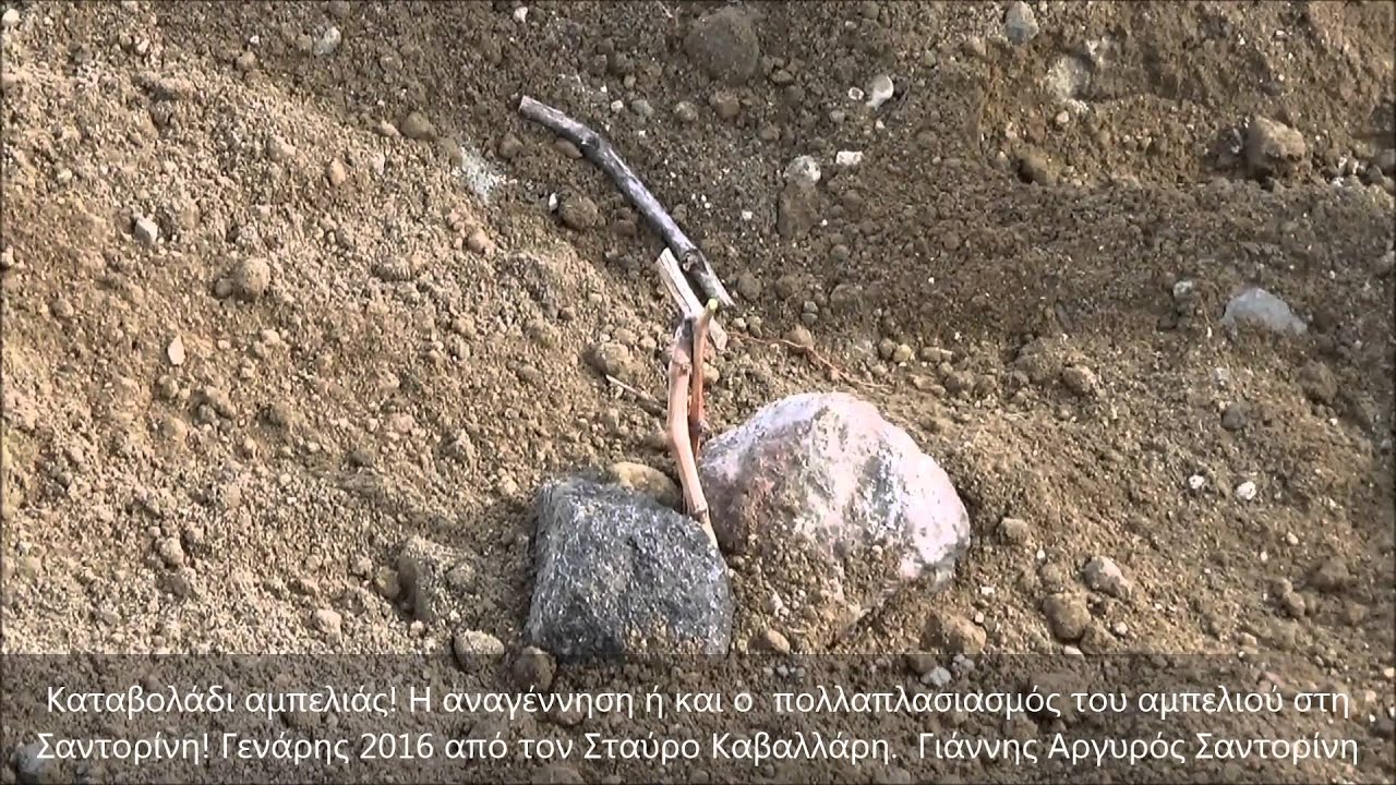 Καταβολάδι αμπελιάς! Αναννέωση πολλαπλασιασμός Αμπελιάς στη Σαντορίνη