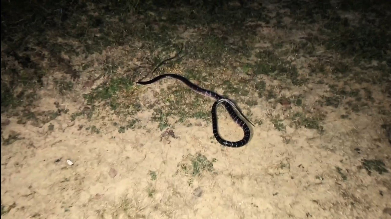 Doston yah Indian common crate aur ismein ek aur saamp Hai Indian red snake 