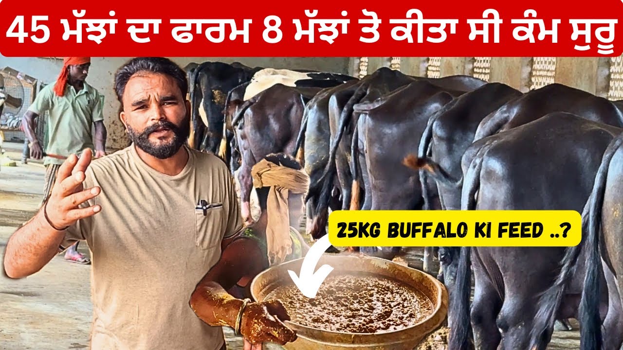 All India 🇮🇳 champion highest milked nili ravi buffalo of pindi sidhu dairy farm || zyda dudh 🥛 