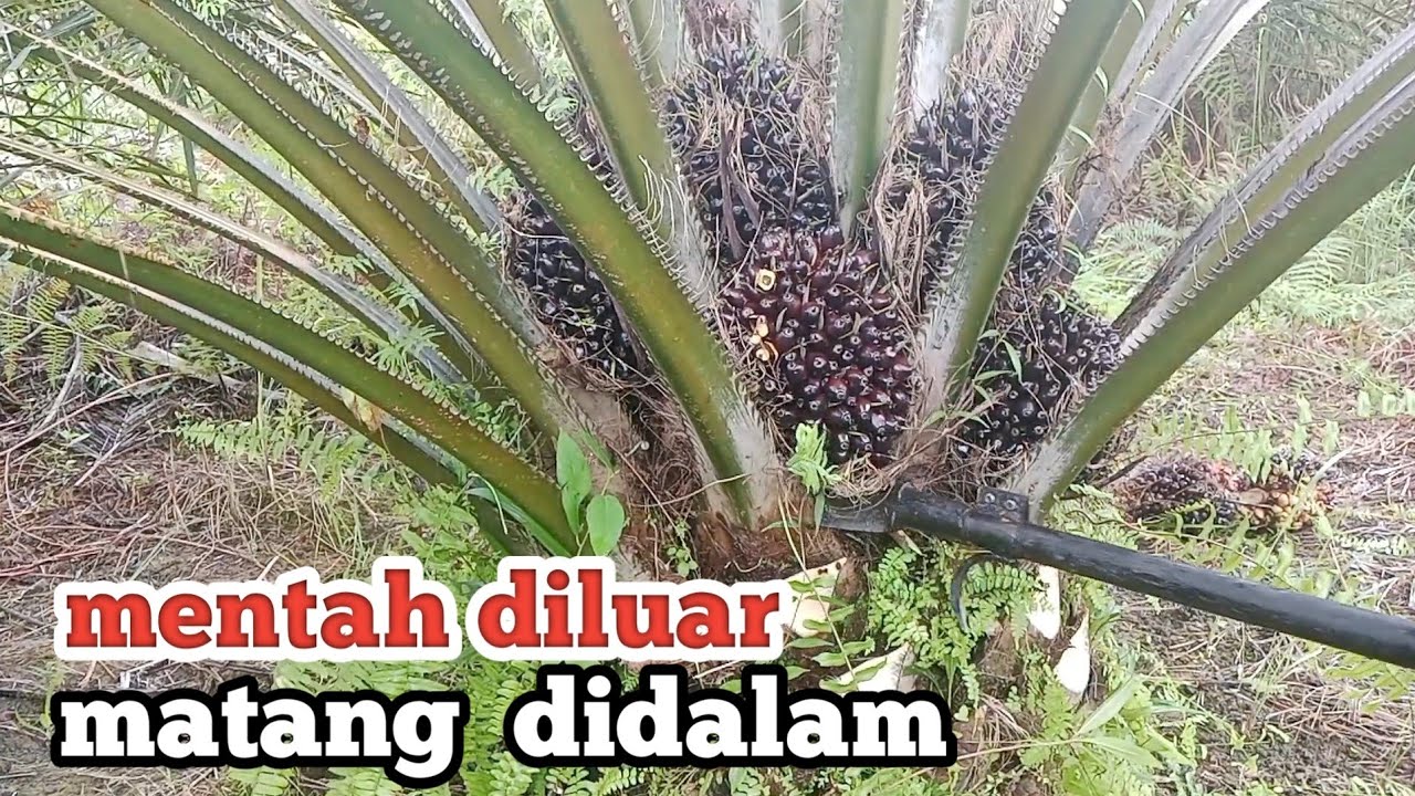 Panen kelapa sawit buah keliling