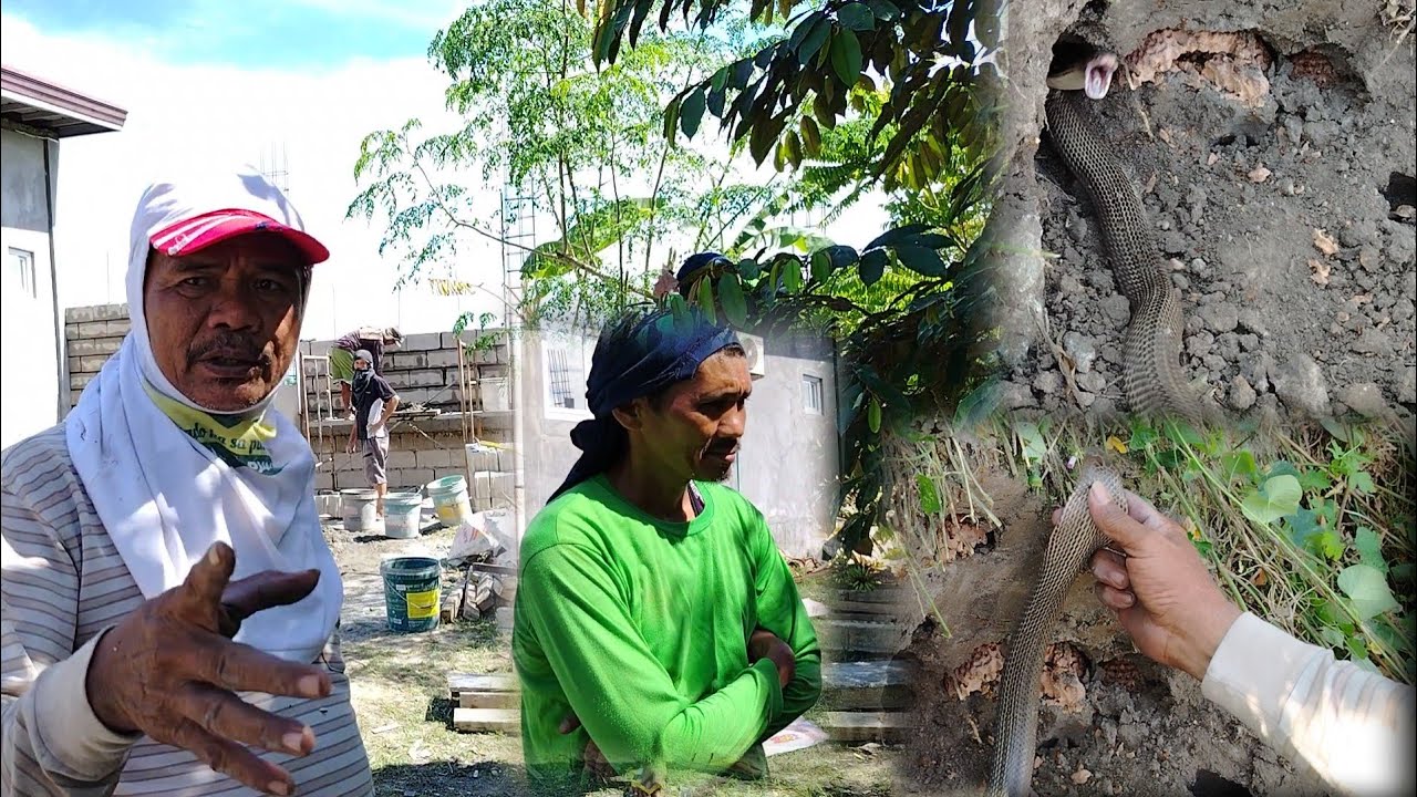 Cobra malapit sa ginagawang bakod nababahala ang mga trabahador