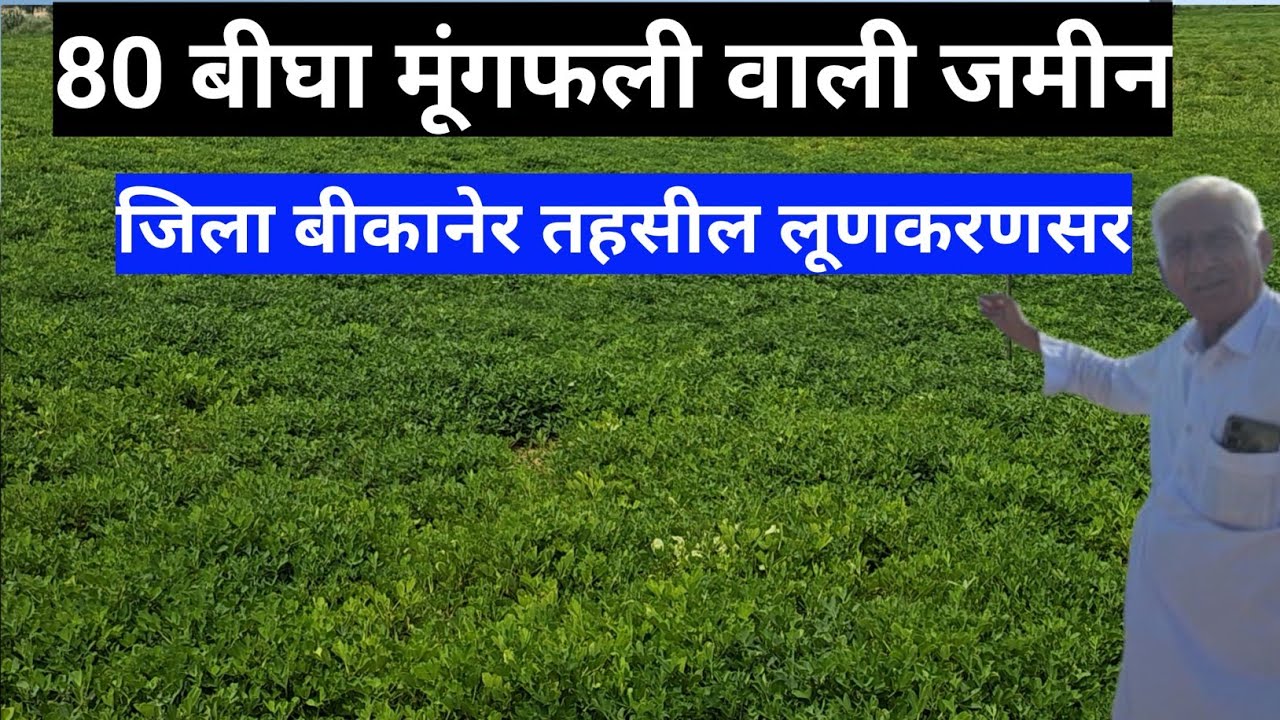 80 बीघा मूंगफली वाली जमीन जिला बीकानेर तहसील लूणकरणसर आबादी के पास। #land #farming 
