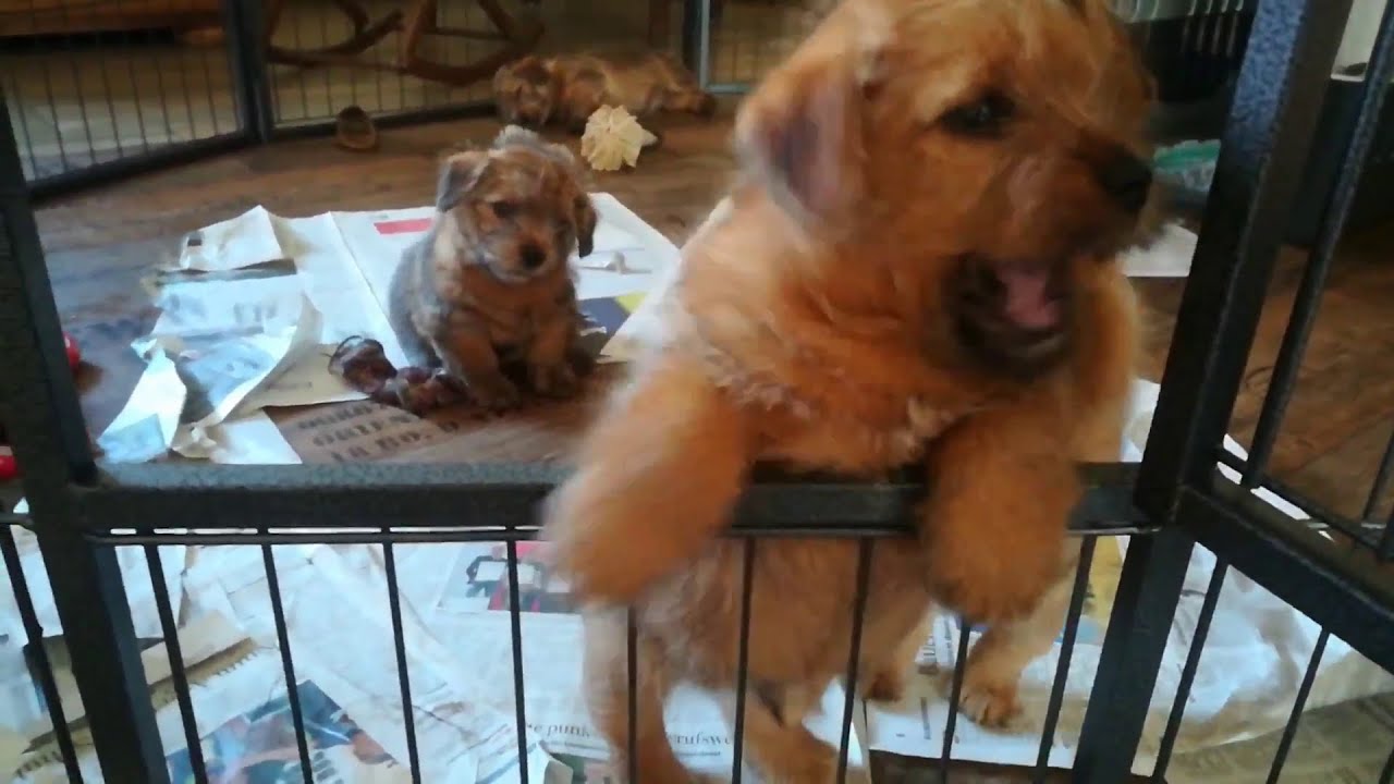 Norfolk Terrier Welpen - van de Erdmanntjes - 14. Wurf