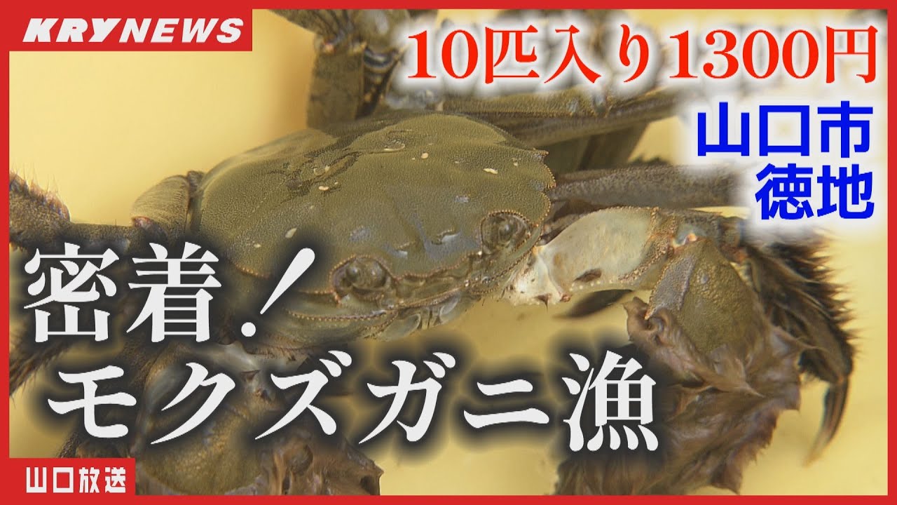 【追跡】秋の風物詩 モクズガニ漁－ベテラン漁師の日常（山口市徳地）