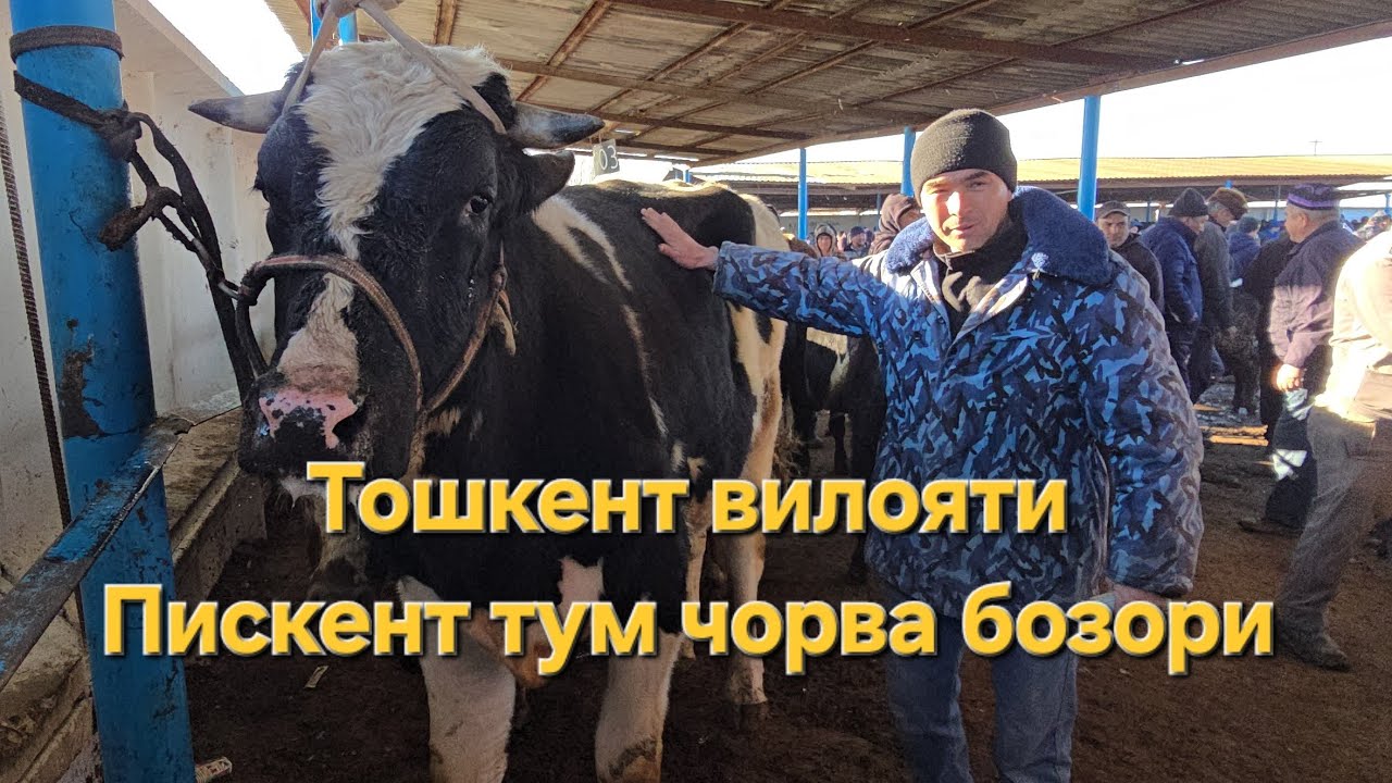 Букалар катори Тошкент вилояти Пискент 04.02.2026