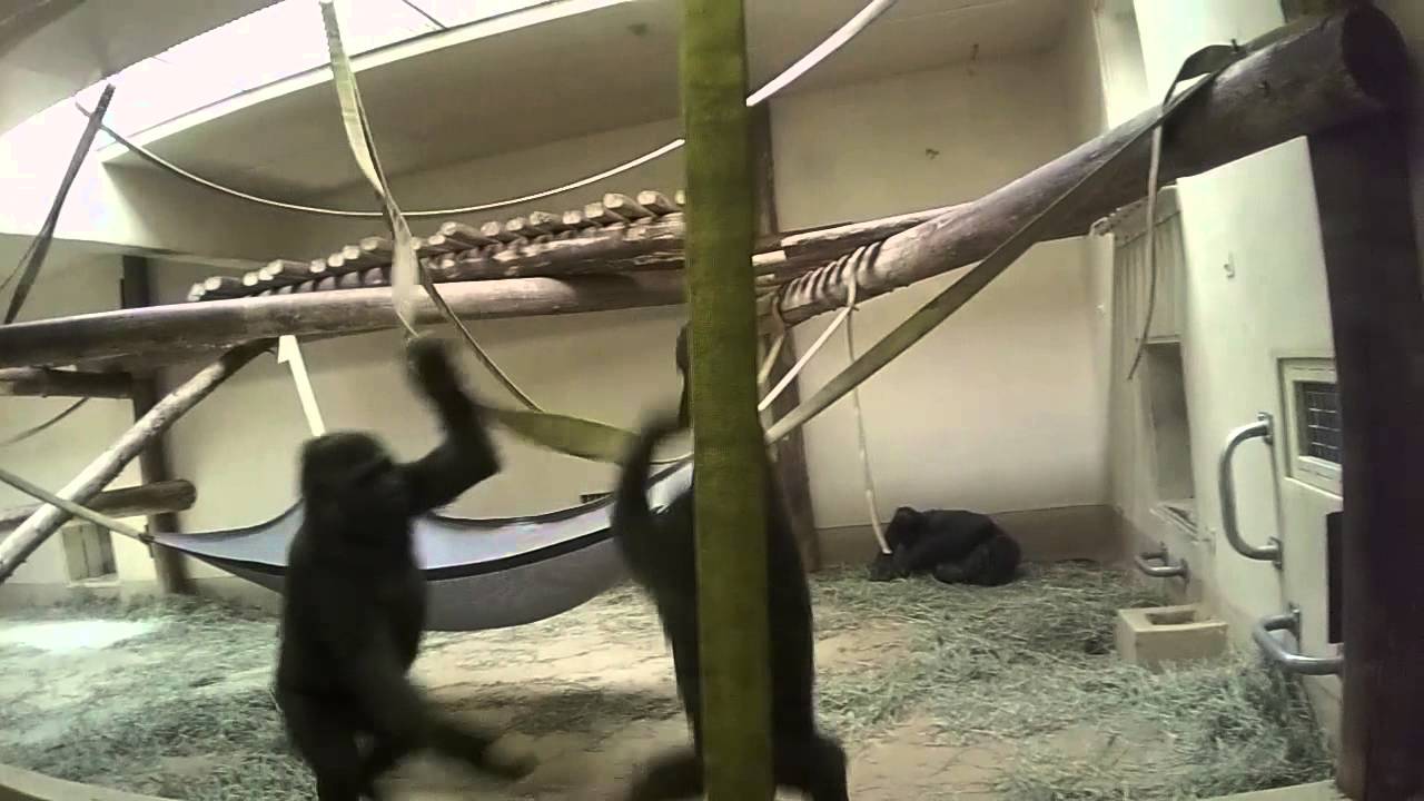 Silverback gorilla breaks up fight