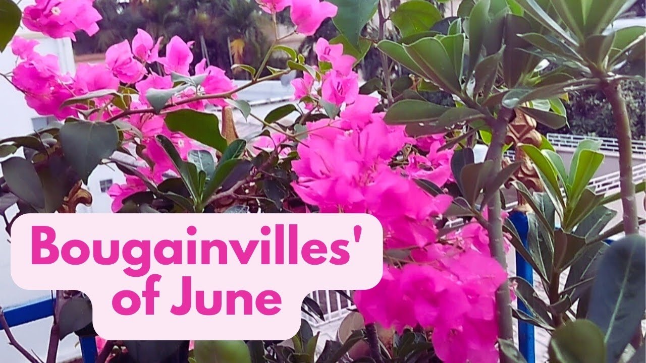 Bougainvilles' of June