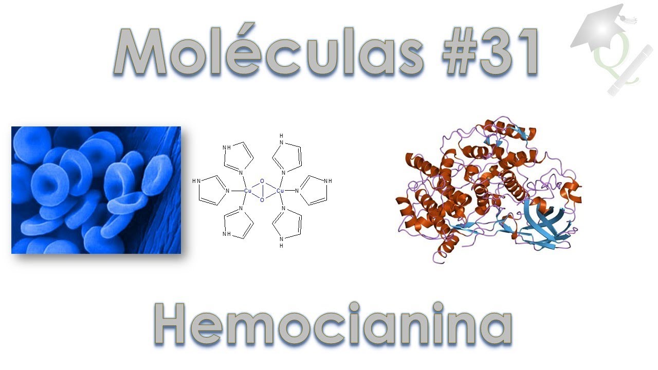 Uma Molécula por Dia #31 Hemocianina