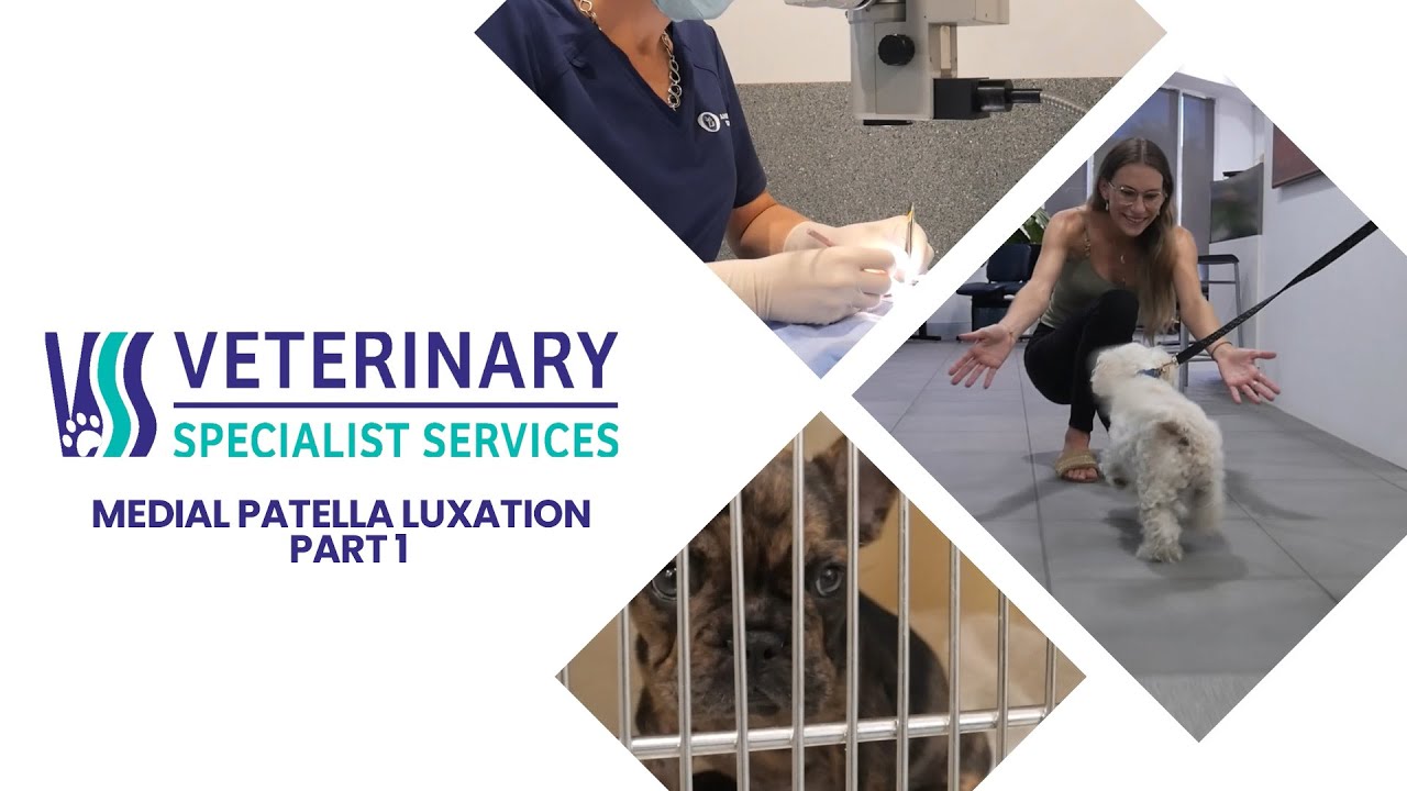 Medial Patella Luxation - Part 1