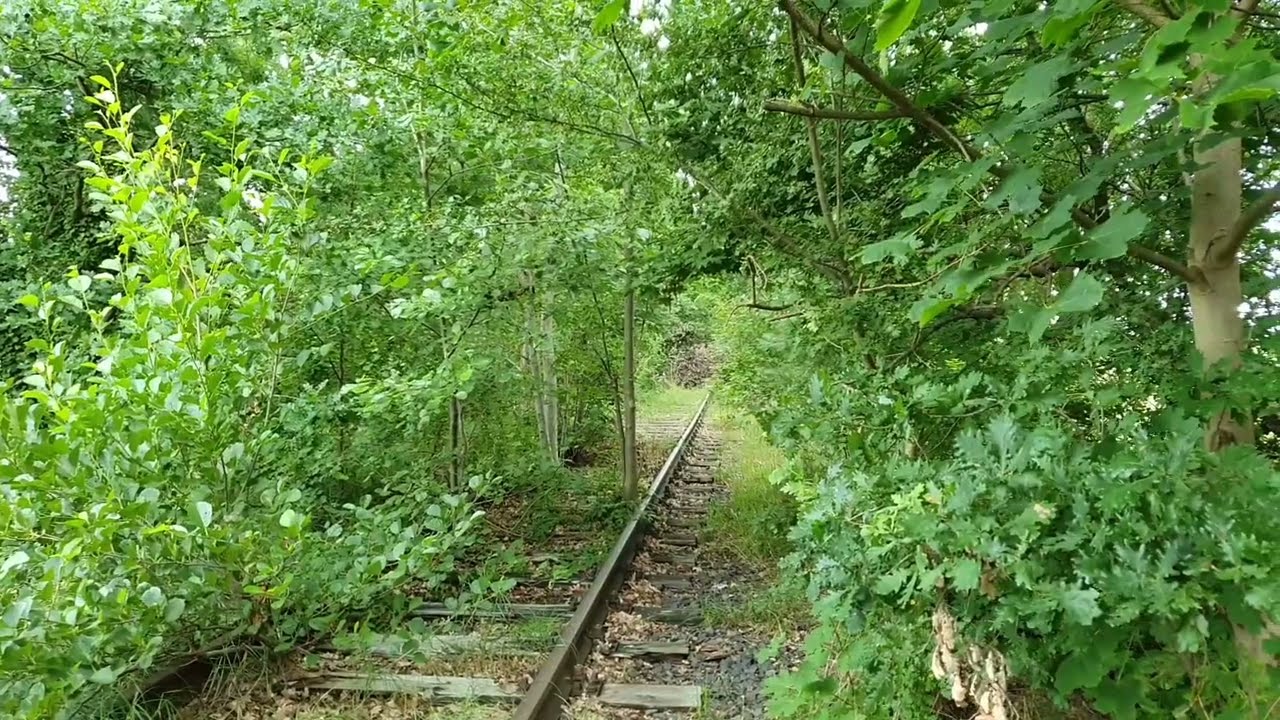 Ein vergessener Ast der Heidekrautbahn | Liebenwalde - Zehlendorf - Wensickendorf