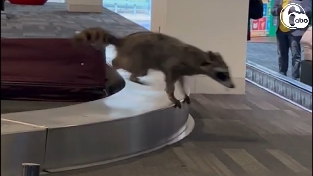Raccoon runs rampant through Philly airport at baggage claim
