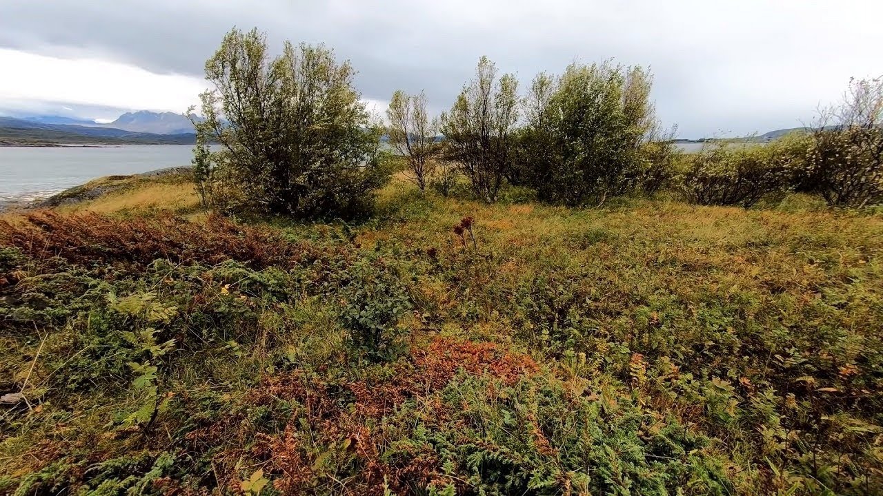 Расслабляющий звук ветра, дующего среди деревьев в пас...