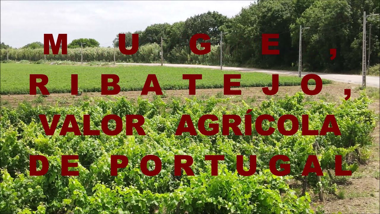 Muge, valor agrícola de Portugal