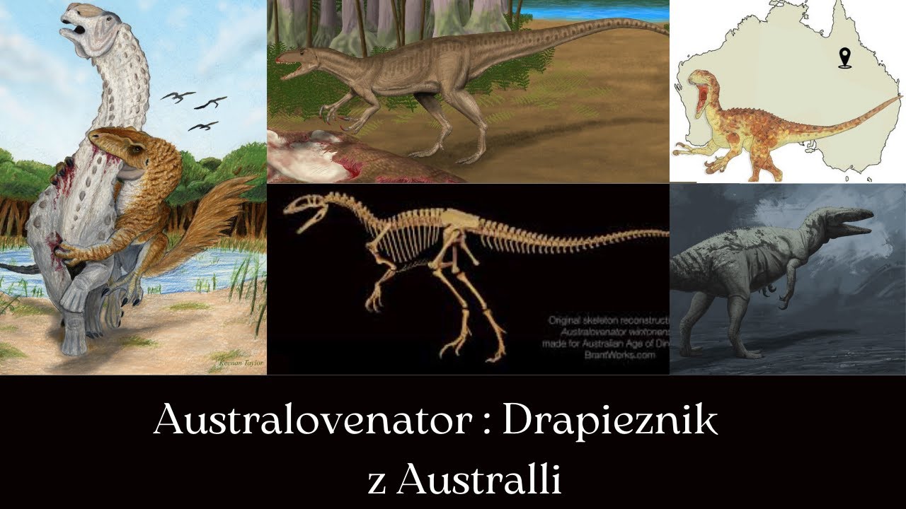 Australovenator : drapieżnik z Australi || Paleontologia z babą