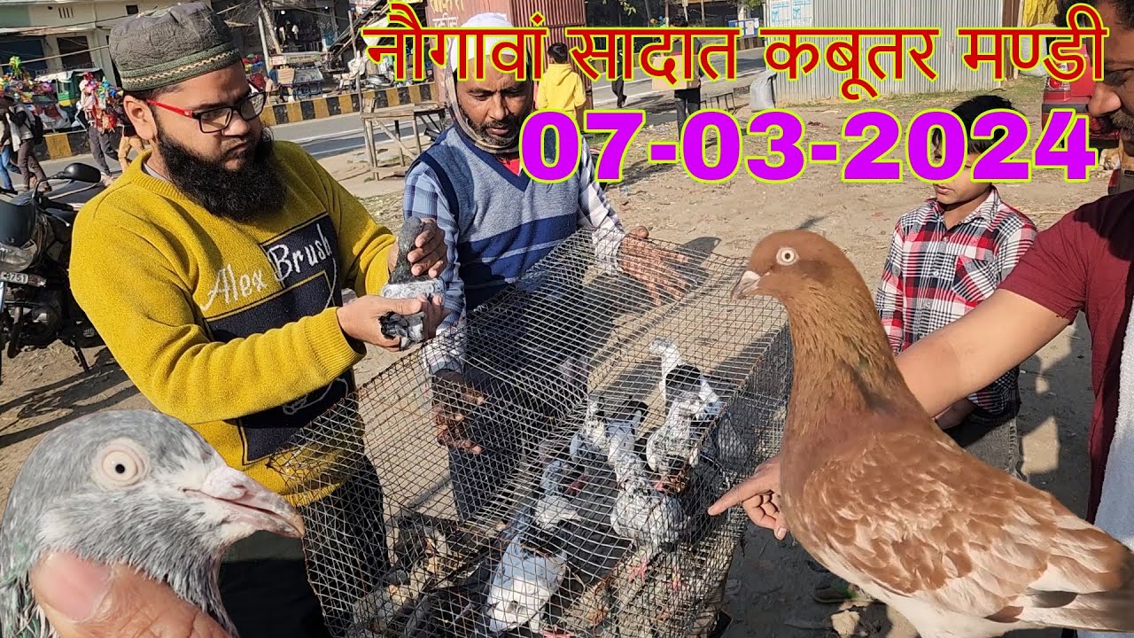 नौगावां सादात कबूतर मण्डी जिला अमरोहा उत्तर प्रदेश। 07-03-2024. Nougawan sadat kabootar market