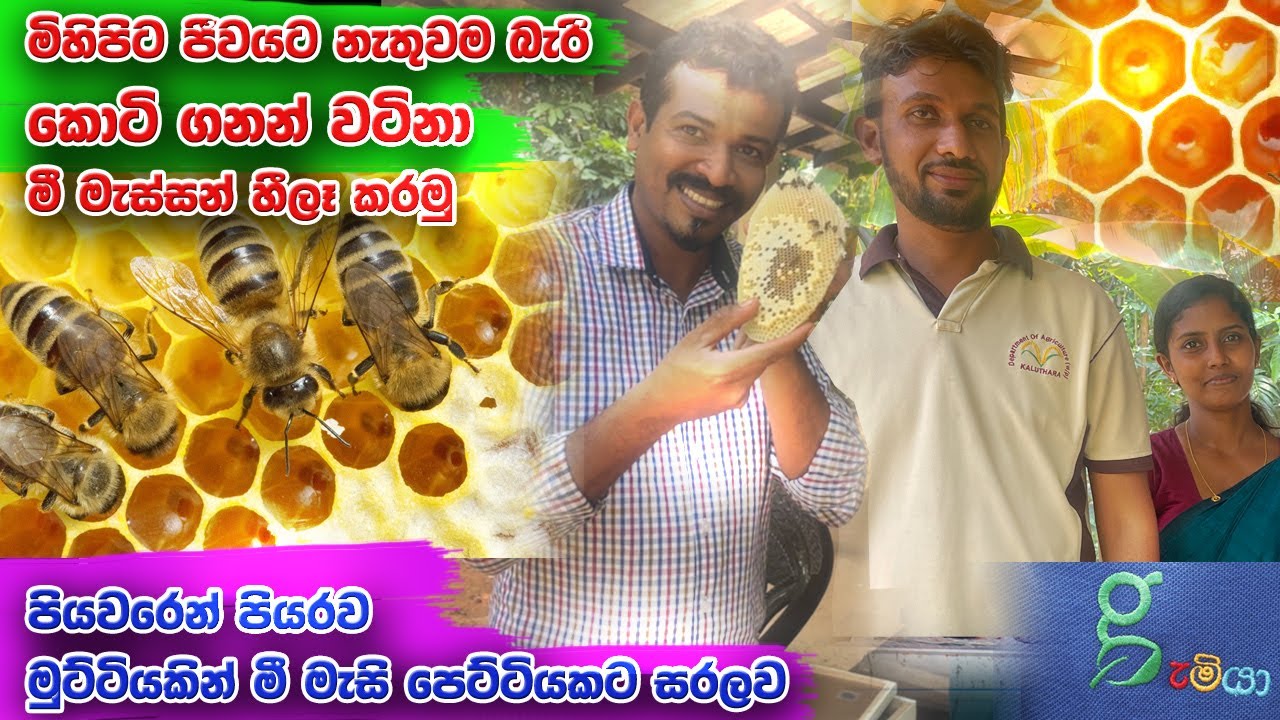 දාස් ගනන් දීල කලවන් මී පැනි ගන්නෙ මොකද ඖෂදීය මී පැනි ගෙදරදීම හදමු
