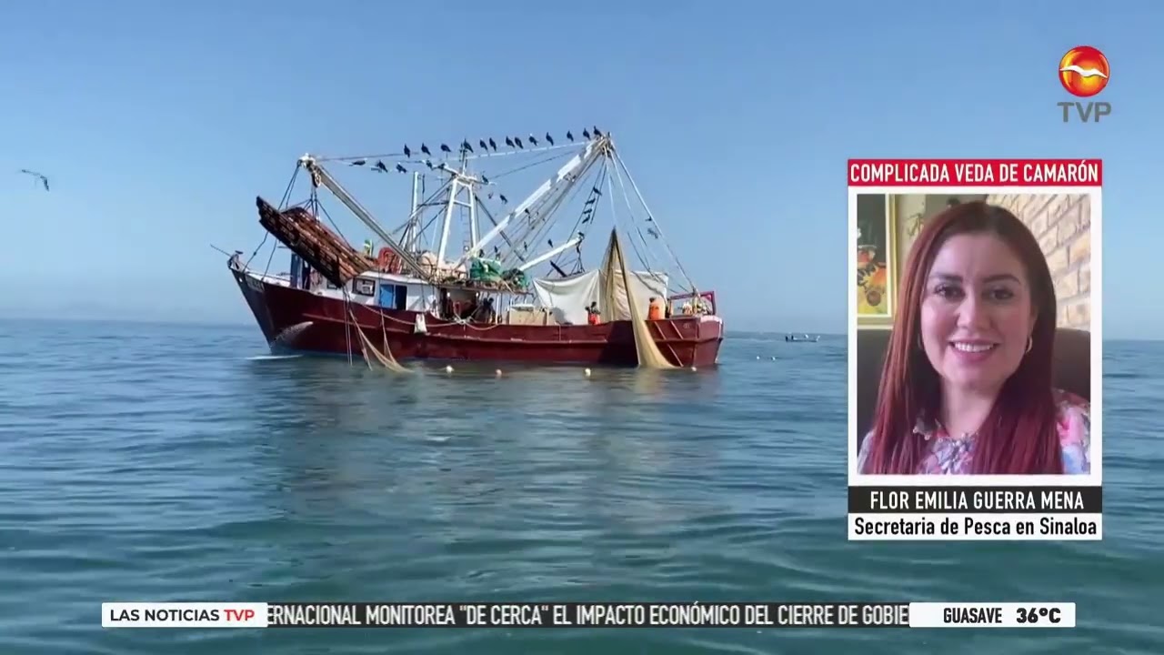 Complicada temporada de pesca de Camarón en Sinaloa