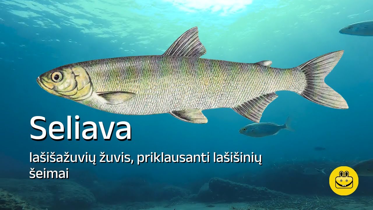 Seliava