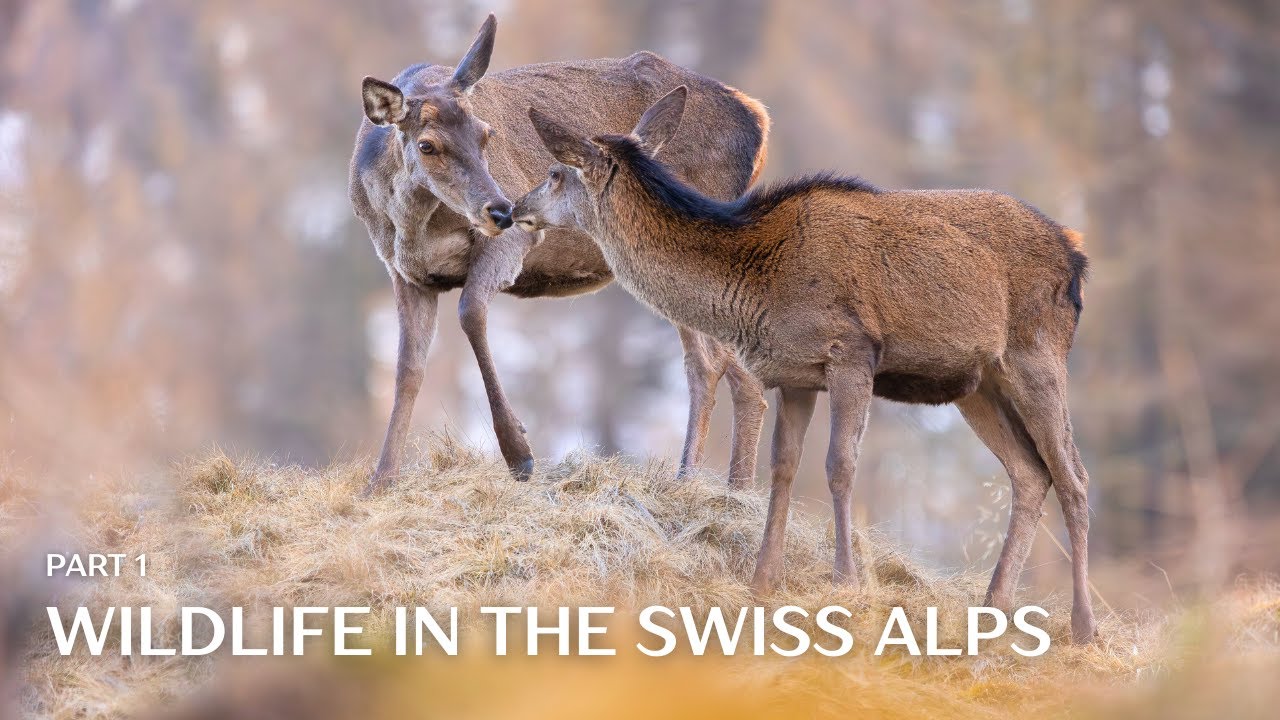 Wildlife of the Swiss Alps (Part 1) | CHAPTER 13 - Wildlife Adventures