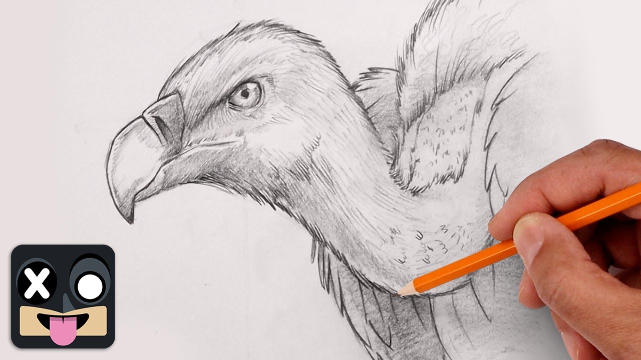 How To Draw a Vulture | Step by Step Art Lesson for Beginners