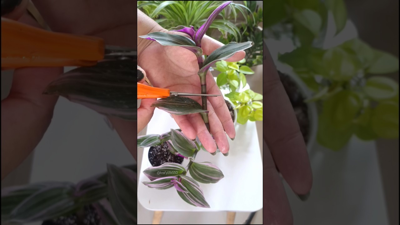 Propagating Tradescantia Nanouk in soil mix 💞 