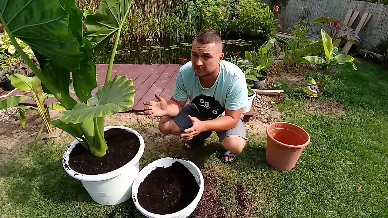 154#. Alocasia Calidora- Przesadzanie