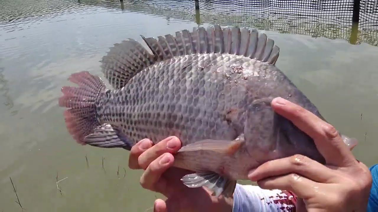 PESCA NA DIÁRIA: MAIS UMA PESCARIA DE TILÁPIAS NO PESQUEIRO HAKUNA MATATA