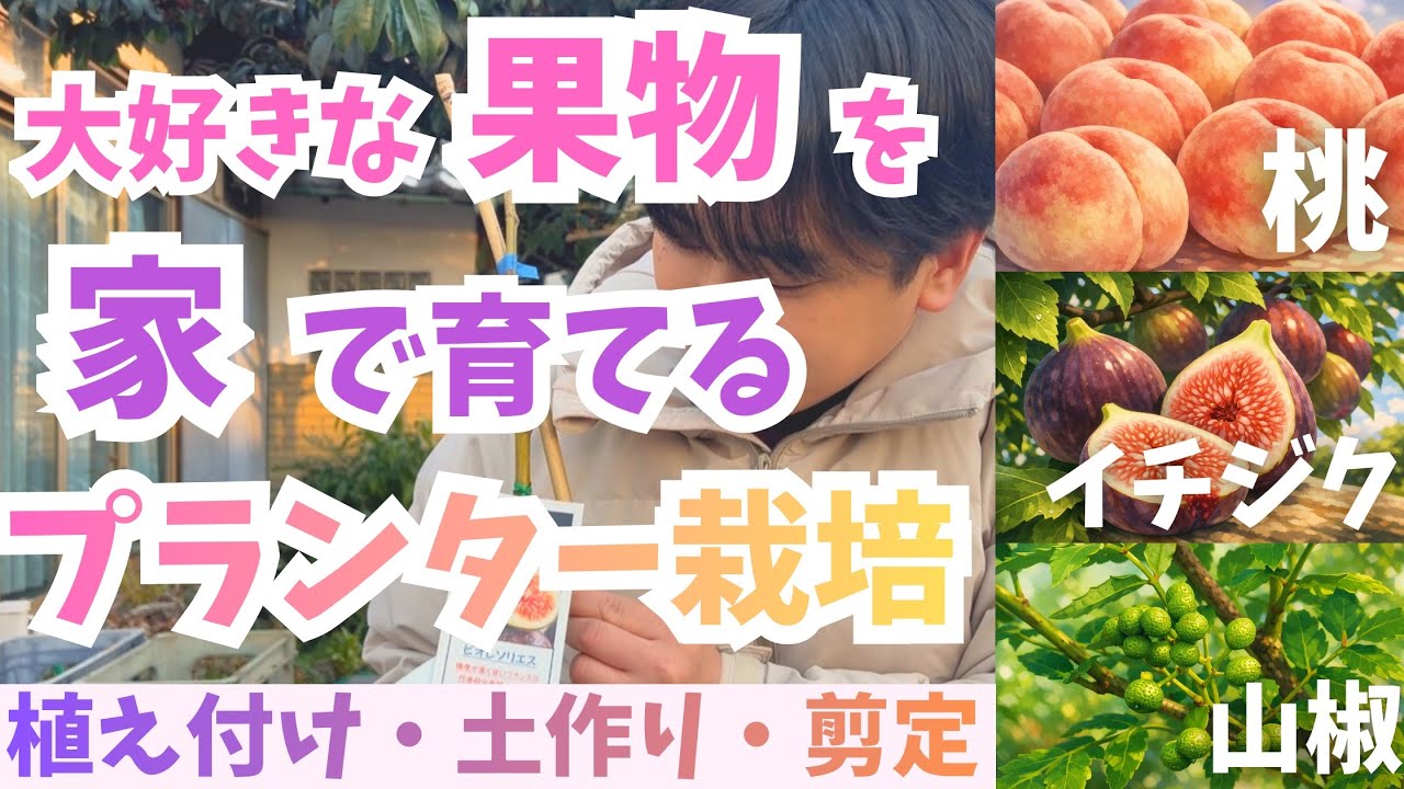 【まだ間に合う】桃・イチジク・山椒のプランター植え付けと剪定（大玉白鳳・大久保・ドーフィン・ビオレソリエス・朝倉山椒）