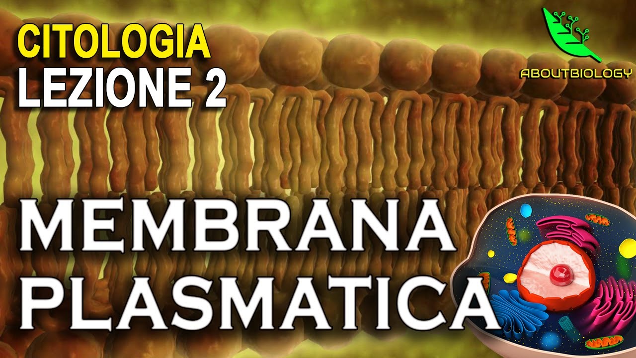 La MEMBRANA PLASMATICA  -Citologia lezione 2