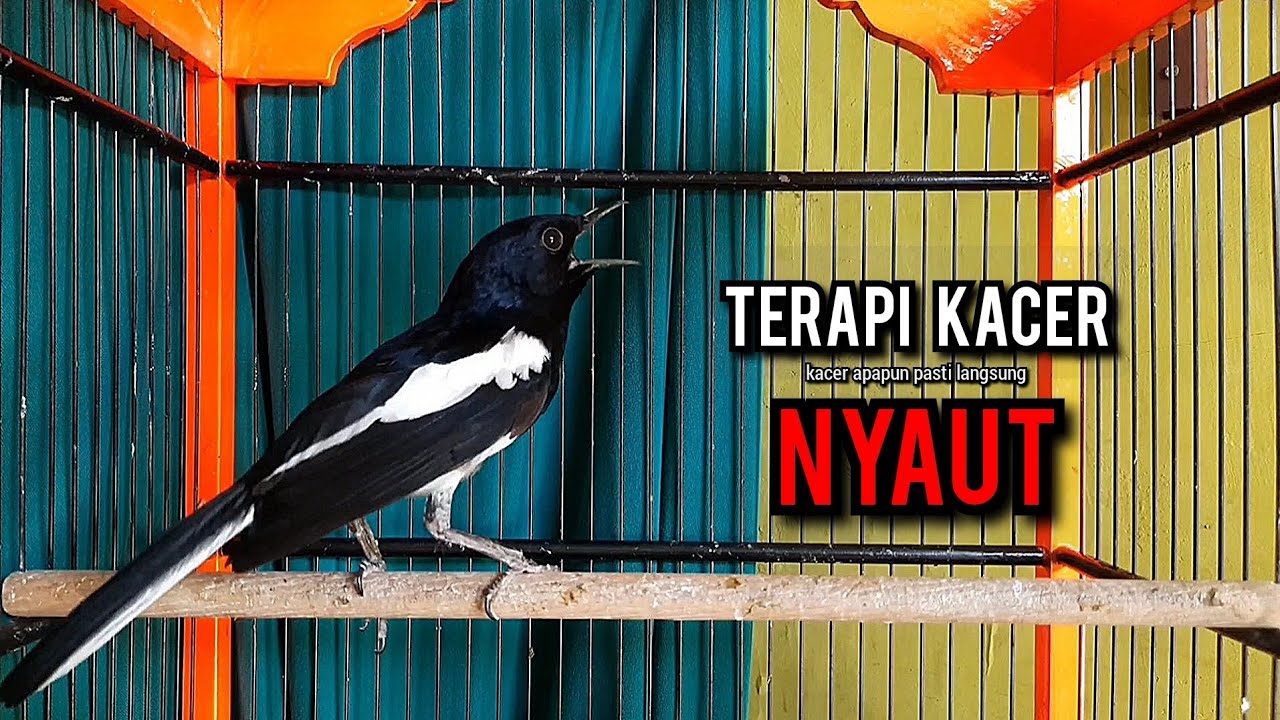 kacer gacor NGEPLONG tarung ini paling ampuh buat PANCINGAN KACER agar EMOSI NYAUT