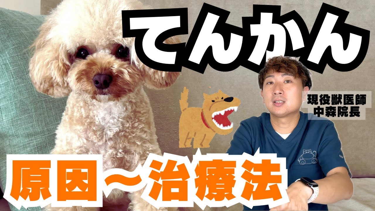 【犬猫の病気】てんかんについて獣医師が説明