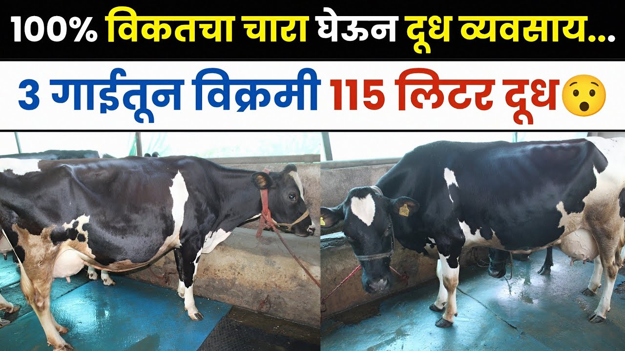 100% विकतचा चारा, तरीही 115 लिटर दूध..| 40 लिटर दूध देणाऱ्या गाय 🔥 | Dairy Farming