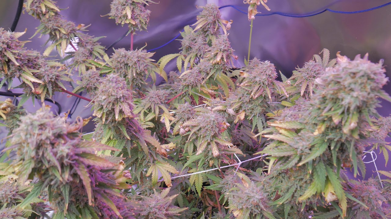 How To Grow Weed - PlugTalk101 (Season 5 Ep12/Harvest!!! I need your help!!)
