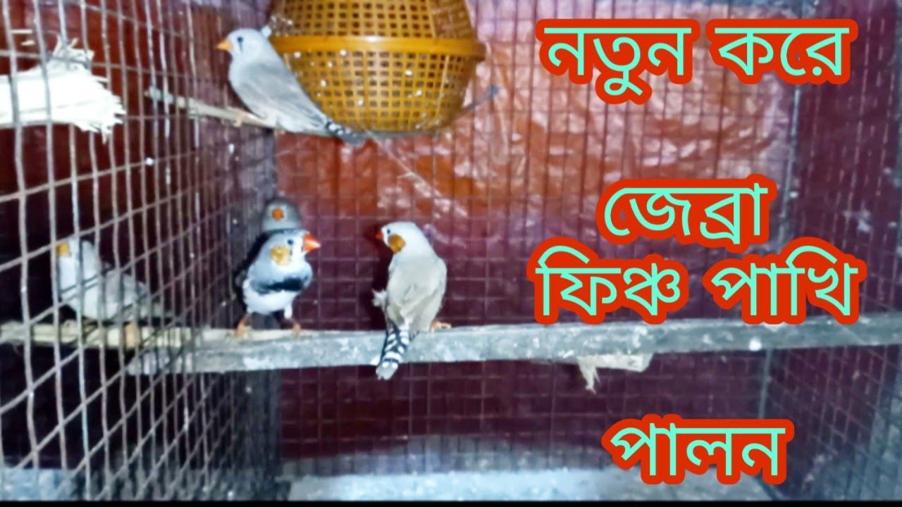 How to starting zebra finch bird