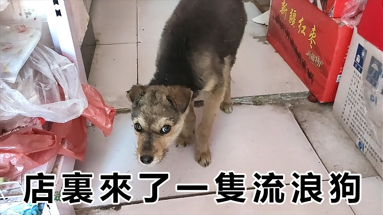 一個眼神瞬間破防！小流浪狗俯下身子祈求不要趕它離開...