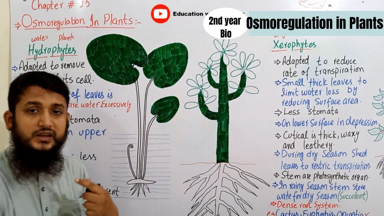 Osmoregulation in Plants | Hydrophytes xerophytes mesophytes | Class 12