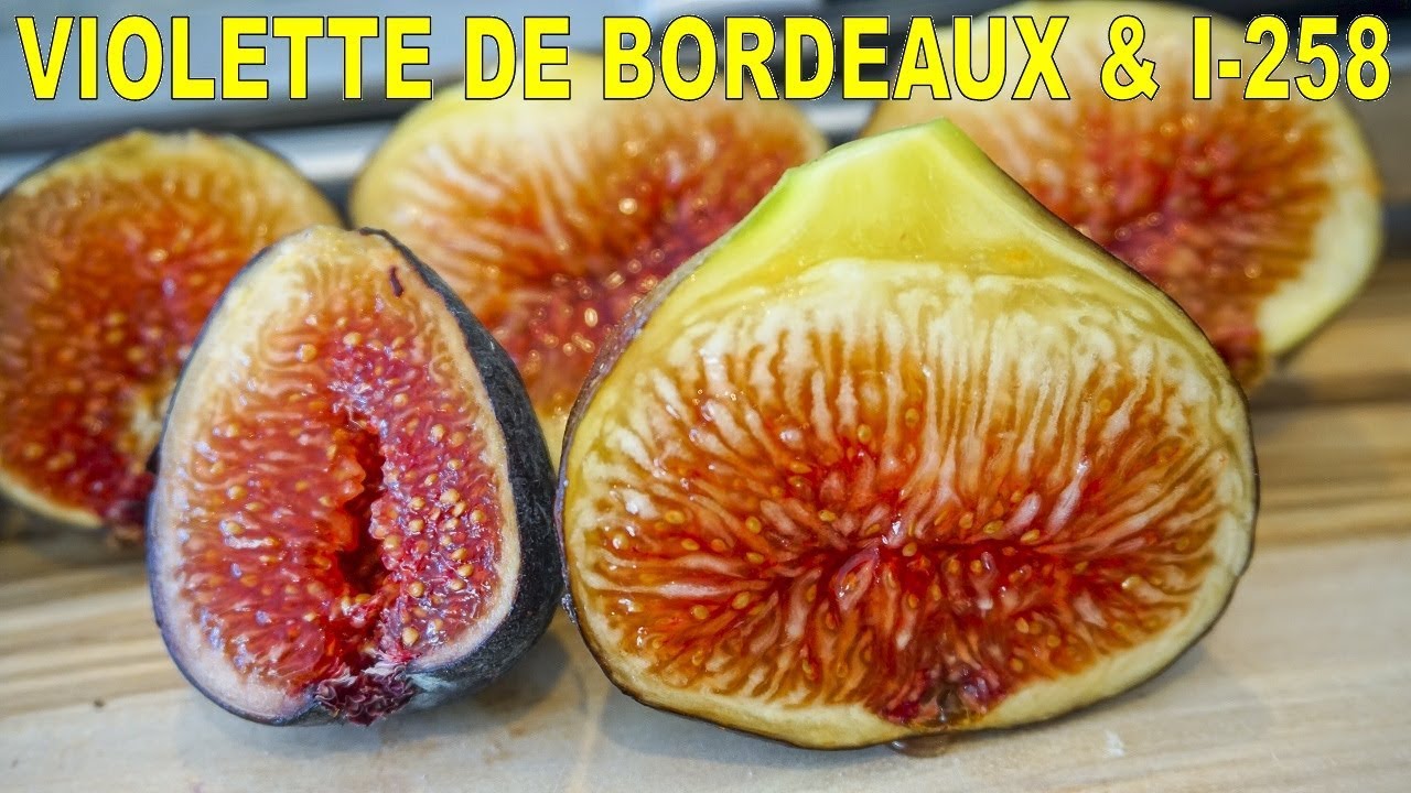 Violette de Bordeaux And I-258 Fig Tasting: Best Figs of 2019 So Far